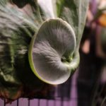 仕立て直したグランデのその後＆成長記録#3