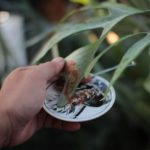 ビカクシダの胞子にまみれる休日