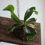 ヒリー・Mioの板付け＆成長記録#1