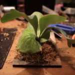 トマホークの板付け＆成長記録#3[交換株］