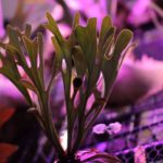 貯水葉が腐ったワイルドリドレイのその後＆成長記録#3