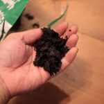 ビカクシダの肥料の袋を変えてみた