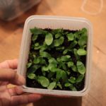 ビカクシダの胞子培養の成長記録#6