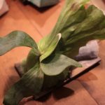 ビカクシダの胞子葉が貯水葉の裏に！