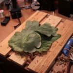 ビカクシダ・グランデを仕立て直し＆成長記録#4