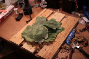 ビカクシダ・グランデを仕立て直し＆成長記録#4