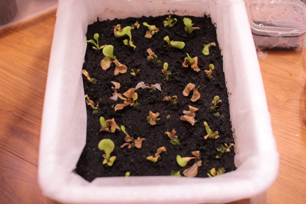 胞子培養がピンチ！胞子培養の成長記録#7 | ビカクシダと僕の趣味ブログ