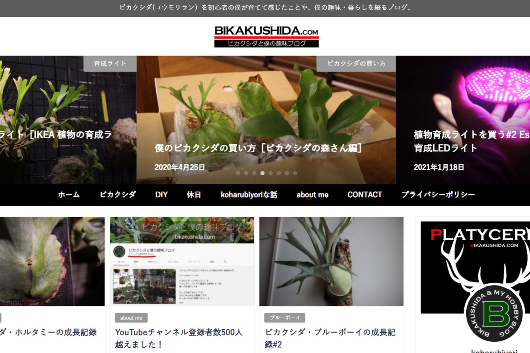 ビカクシダのブログって稼げるの？って話。 | ビカクシダと僕の趣味ブログ