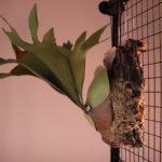 ビフルカツム×ヒリーの成長記録#3