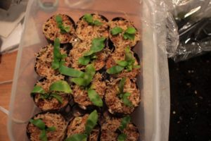 胞子培養の注意点について書き殴る！