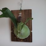 ビフルカツム×ヒリーの成長記録#2