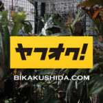 ヤフオクにビカクシダを出品！