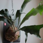 ビカクシダ・フラハンズの株分け＆成長記録#5