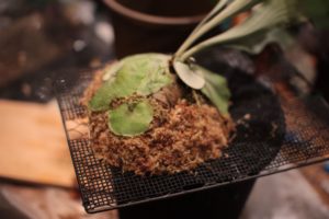 ビカクシダ・フラハンズの謎の葉カット＆成長記録#4