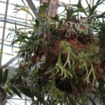 あのビカクシダに会いに!!［咲くやこの花館］