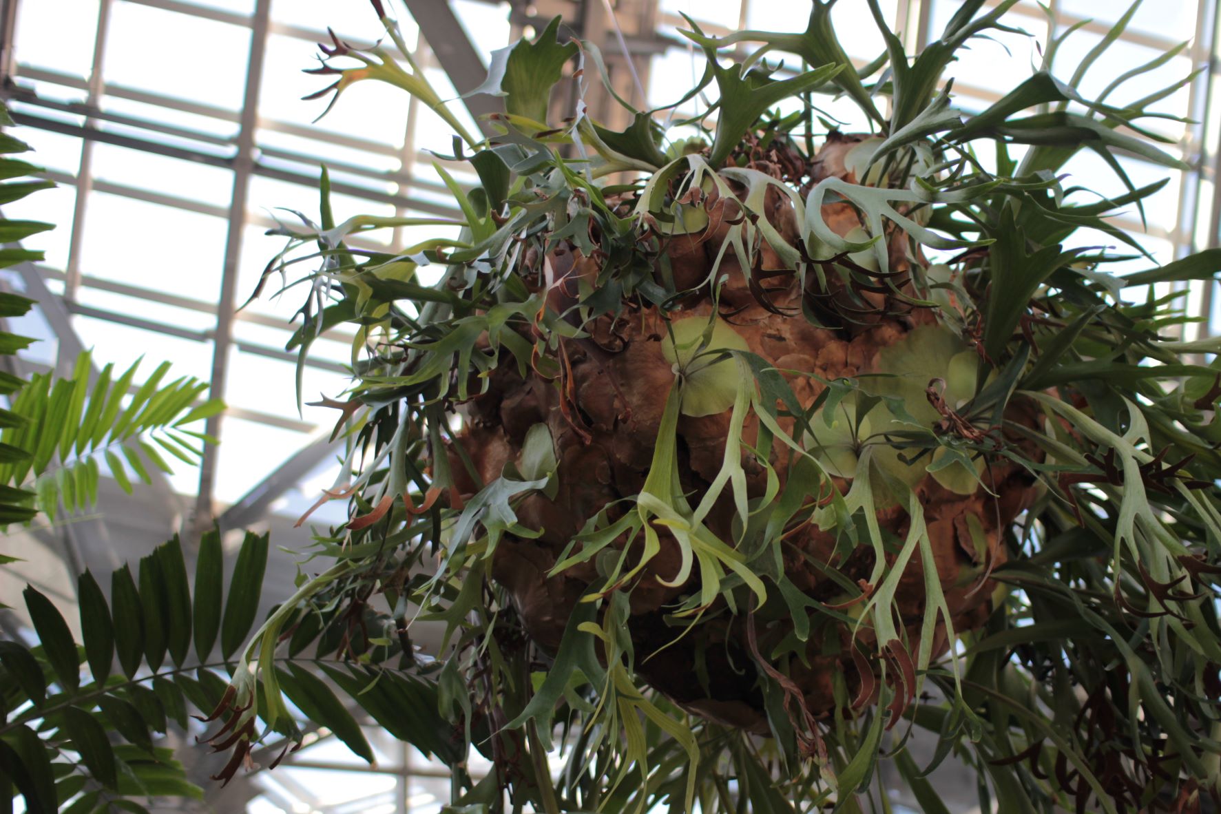 あのビカクシダに会いに!!［咲くやこの花館］ | ビカクシダと僕の趣味