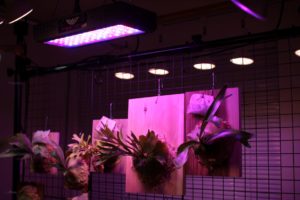 僕の使ってる植物育成LEDを紹介します［ビカクシダ育成］