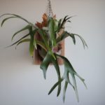 続・ハワイ・かっこいいよ！ハワイの成長記録#5