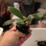 胞子栽培の株のサイズアップ