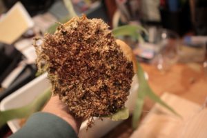 ビカクシダを板から剥がして、根を見る！