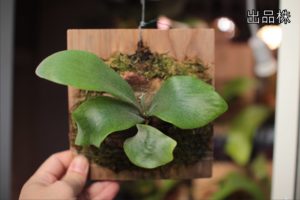 ビカクシダ・ヒリー２種を出品！