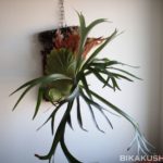 現在入院中な話