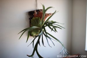 現在入院中な話