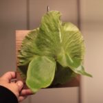 面白い株P.hillii x P.wandae(ヒリー×ワンダエ）の成長記録#1