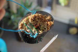 枯れてしまったエレファントティスの記録