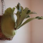 P. willinckii × P. hilliiの成長記録#3＆子株の成長記録