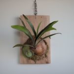 奄美大島のビカクシダの成長記録#3