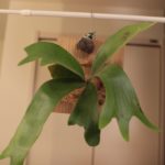 斑点？ウィリー(P. willii)の成長記録#2