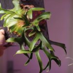 コロナリウム・ドワーフ[P.coronarium Dwarf]の成長記録#2