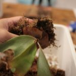 不調気味のブーンチョム(P. boon chom)の成長記録#2