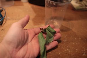 ガンバレ！首折れした幼苗ちゃん！