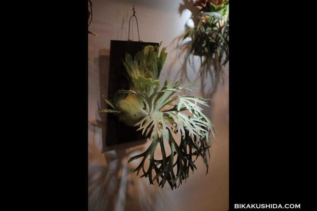 ビカクシダピューチャン P.Pewchan（大）