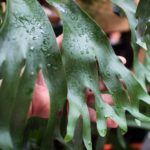 梅雨は嫌だが、役に立つ。