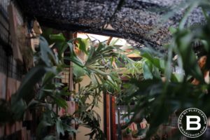 前頭葉が貯水葉に！