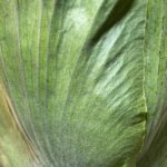 グランデは貯水葉or胞子葉[成長記録#5]