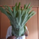 ありがとうございます＾ー＾