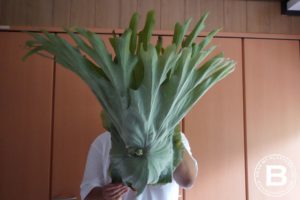 ありがとうございます＾ー＾