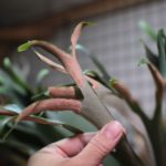 ビカクシダの胞子どうしてる？