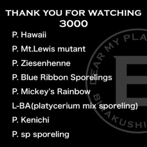 ビカクシダを１円スタートで出品