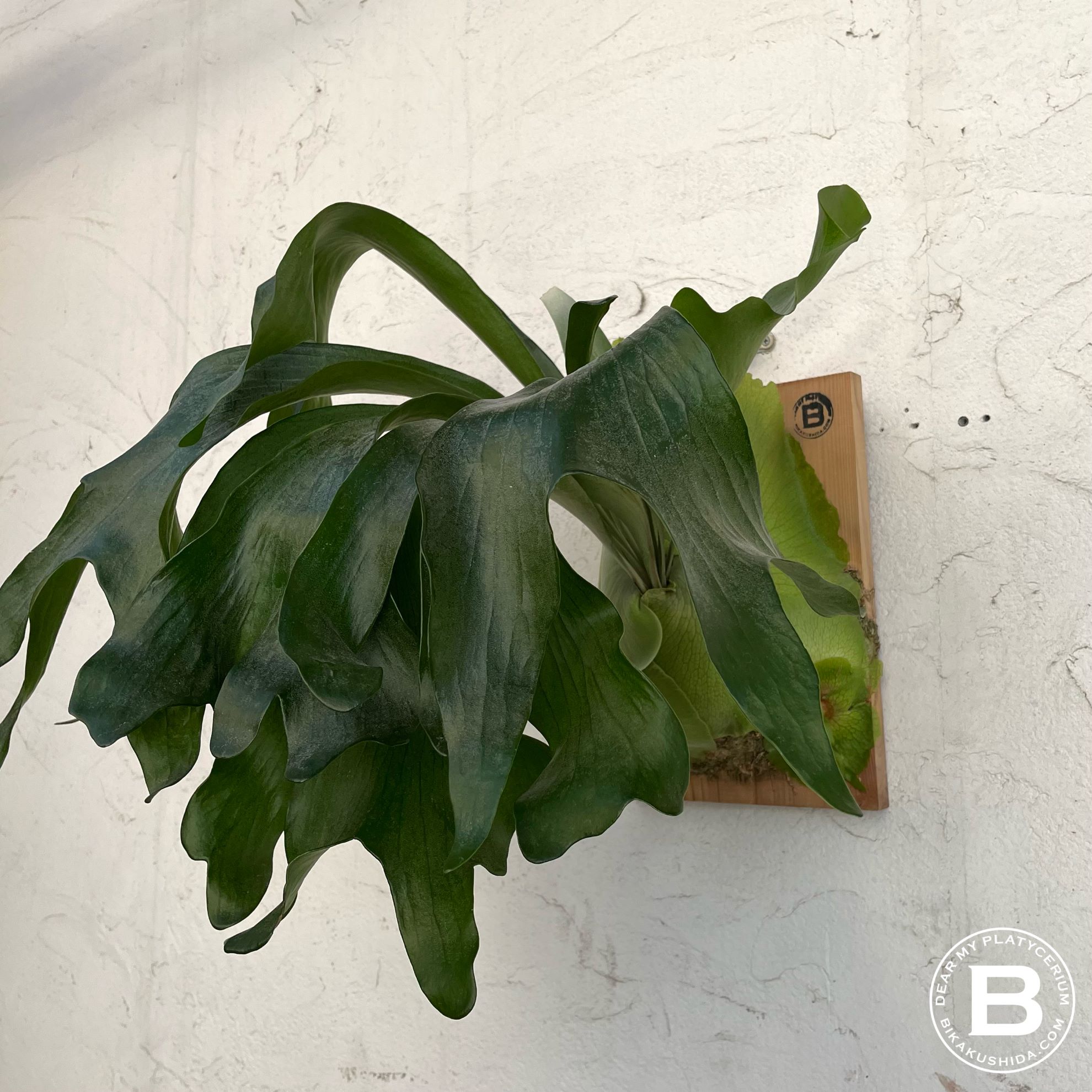 Panamaがアツイ！［成長記録#4] | ビカクシダと僕の趣味ブログ