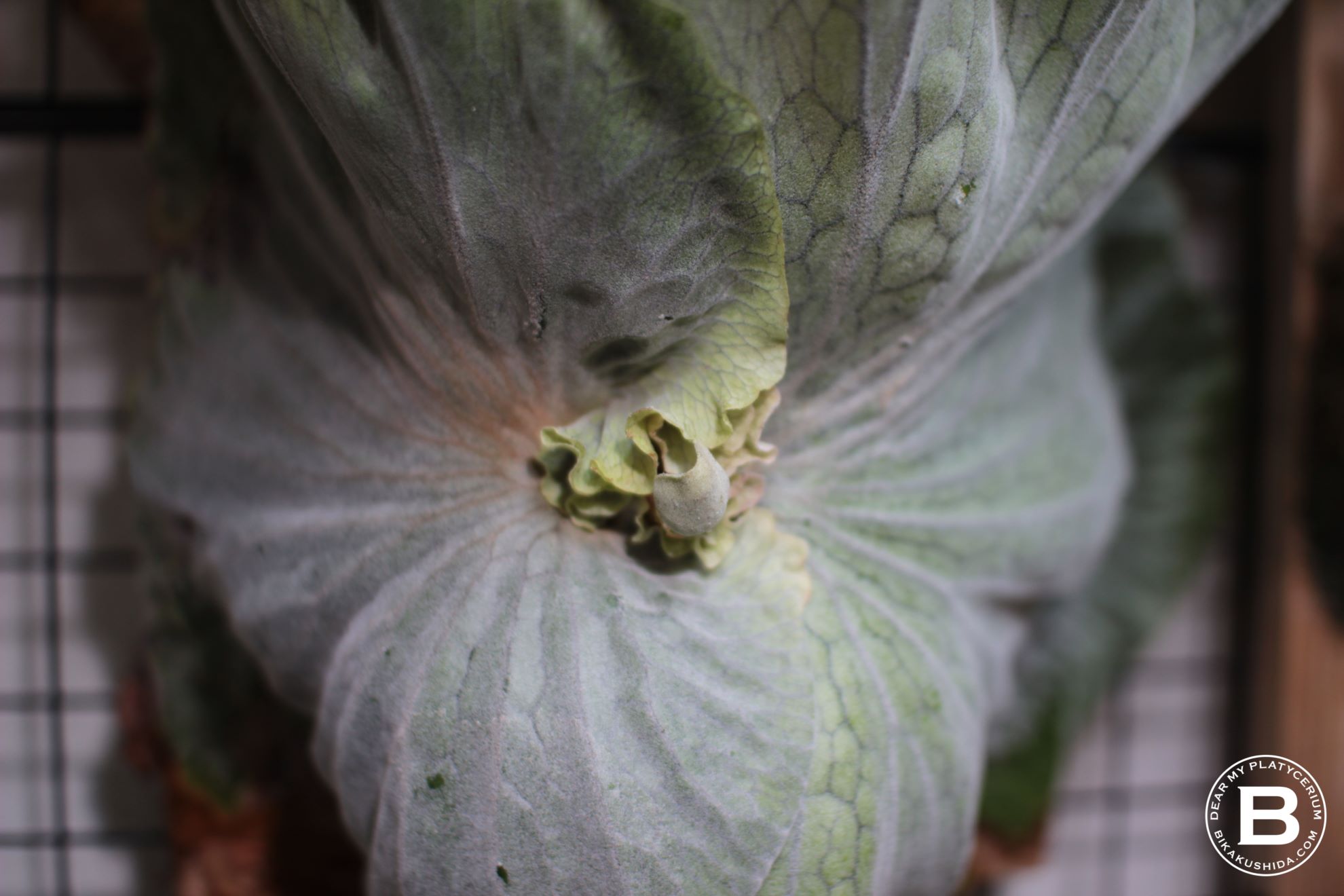 P. superbumの胞子葉がくる！[成長記録#4] | ビカクシダと僕の趣味ブログ