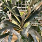 Blue BoyいやTOUGH BOY