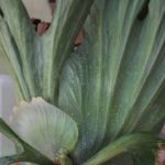 大型種は野菜的観葉植物