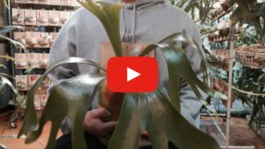 [YOUTUBE］BIKANICAL LIFE#35