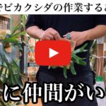 [YOUTUBE］ひとりでビカクシダの作業をするあなたへ