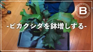 【Youtube】ビカクシダを鉢増しする